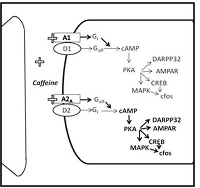 Caffeine and Selective <mark class="highlighted">Adenosine Receptor</mark> Antagonists as New Therapeutic Tools for the Motivational Symptoms of Depression